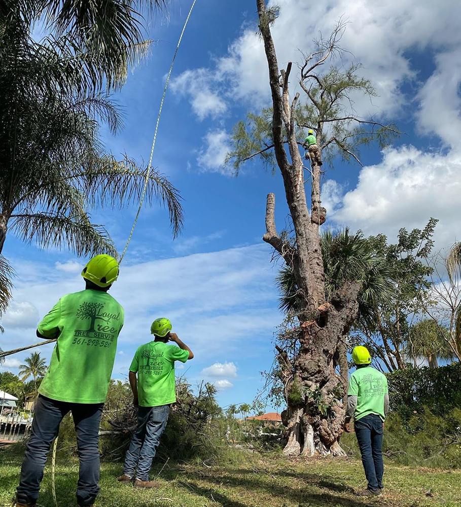 tree removal services palm beach county fl