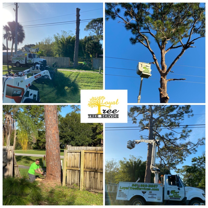 Pine Tree Removal Stuart FL